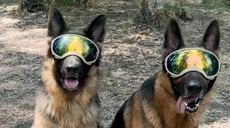 2 German Shepherds